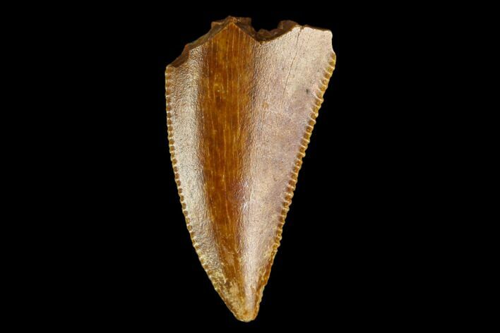 Serrated, Raptor Tooth - Real Dinosaur Tooth #124869